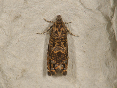 Barkvikler (Enarmonia formosana)