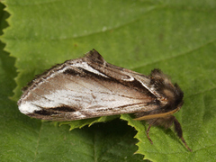 Bjørketannspinner (Pheosia gnoma)