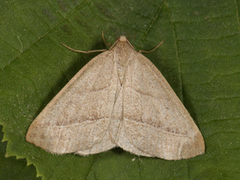 Brown Silver-line (Petrophora chlorosata)