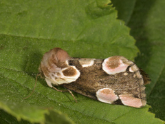 Flekkhalvspinner (Thyatira batis)