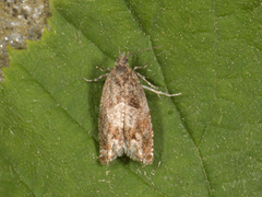 Square-barred Bell (Epinotia tetraquetrana)