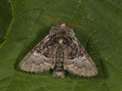 Nut-tree Tussock (Colocasia coryli)