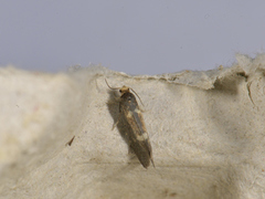 Pale Feathered Bright (Incurvaria pectinea)
