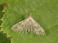 Many-plumed Moth (Alucita hexadactyla)