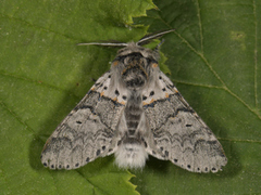 Sallow Kitten (Furcula furcula)