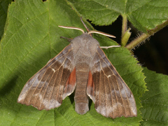 Poplar Hawk-moth (Laothoe populi)
