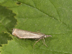 Garden Grass-veneer (Chrysoteuchia culmella)