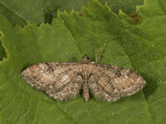 Vinkeldvergmåler (Eupithecia vulgata)