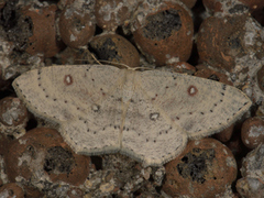 Bjørkeløvmåler (Cyclophora albipunctata)