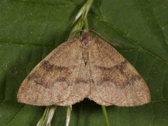Barred Umber (Plagodis pulveraria)