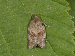 Grå bladvikler (Syndemis musculana)