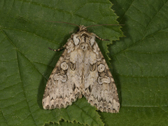 Grey Arches (Polia nebulosa)