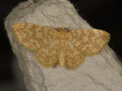 Small Yellow Wave (Hydrelia flammeolaria)