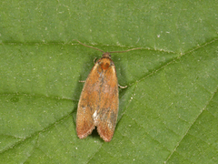 Brassy Tortrix (Eulia ministrana)