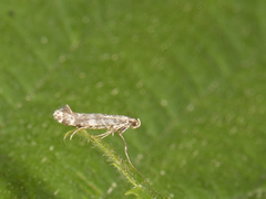 Syrinminérmøll (Gracillaria syringella)