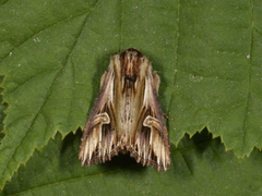 Purple Cloud (Actinotia polyodon)