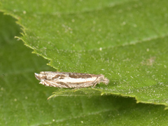 Stripesigdvikler (Ancylis apicella)