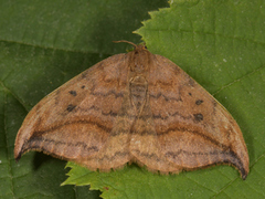 Pebble Hook-tip (Drepana falcataria)