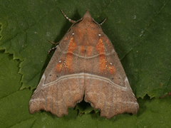 The Herald (Scoliopteryx libatrix)