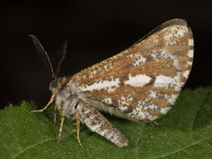 Bordered White (Bupalus piniaria)