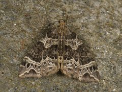 Small Phoenix (Ecliptopera silaceata)