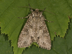 Grått hakefly (Polia nebulosa)