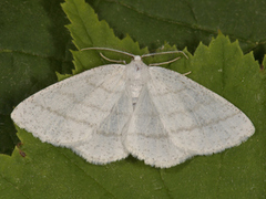 Common White Wave (Cabera pusaria)