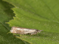 Hook-streaked Grass-Veneer (Crambus lathoniellus)