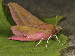 Stor snabelsvermer (Deilephila elpenor)