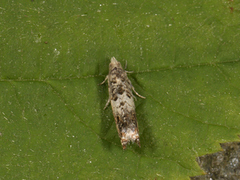 White Sallow Bell (Epinotia subocellana)