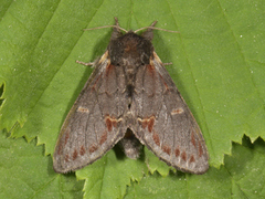 Iron Prominent (Notodonta dromedarius)
