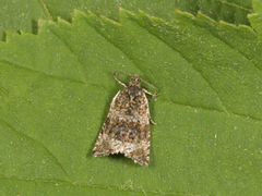 Common Marble (Celypha lacunana)