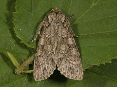 Grey Arches (Polia nebulosa)