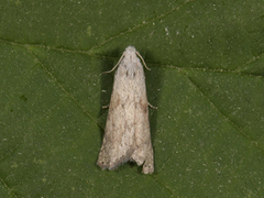 Bee Moth (Aphomia sociella)
