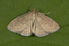 Marimjelleengmott (Anania fuscalis)