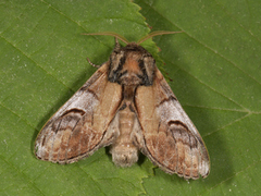 Pebble Prominent (Notodonta ziczac)