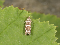 Common Spruce Bell (Epinotia tedella)