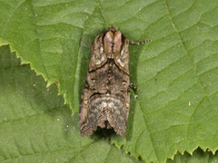 The Spectacle (Abrostola tripartita)