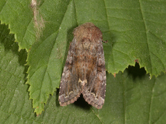 Broom Moth (Ceramica pisi)