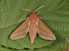 Elephant Hawk-moth (Deilephila elpenor)