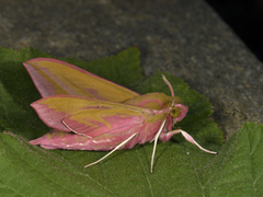 Stor snabelsvermer (Deilephila elpenor)