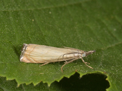 Garden Grass-veneer (Chrysoteuchia culmella)