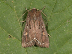 Bright-line Brown-eye (Lacanobia oleracea)