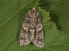 Syrekveldfly (Acronicta rumicis)