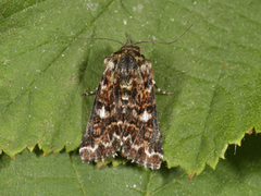 Beautiful Yellow Underwing (Anarta myrtilli)
