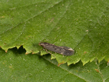 Båtmøll (Gelechiidae)