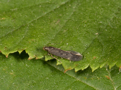 Båtmøll (Gelechiidae)