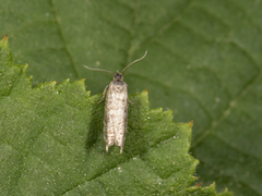 Common Spruce Bell (Epinotia tedella)