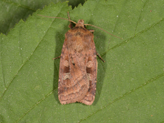 Small Square-spot (Diarsia rubi)