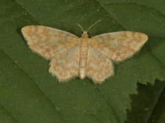 Small Yellow Wave (Hydrelia flammeolaria)